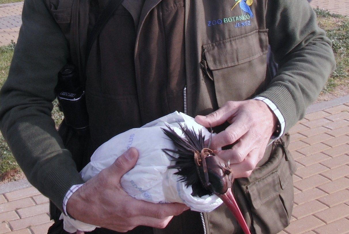 suelta_ibis_eremita_zoobotanico_2.jpg