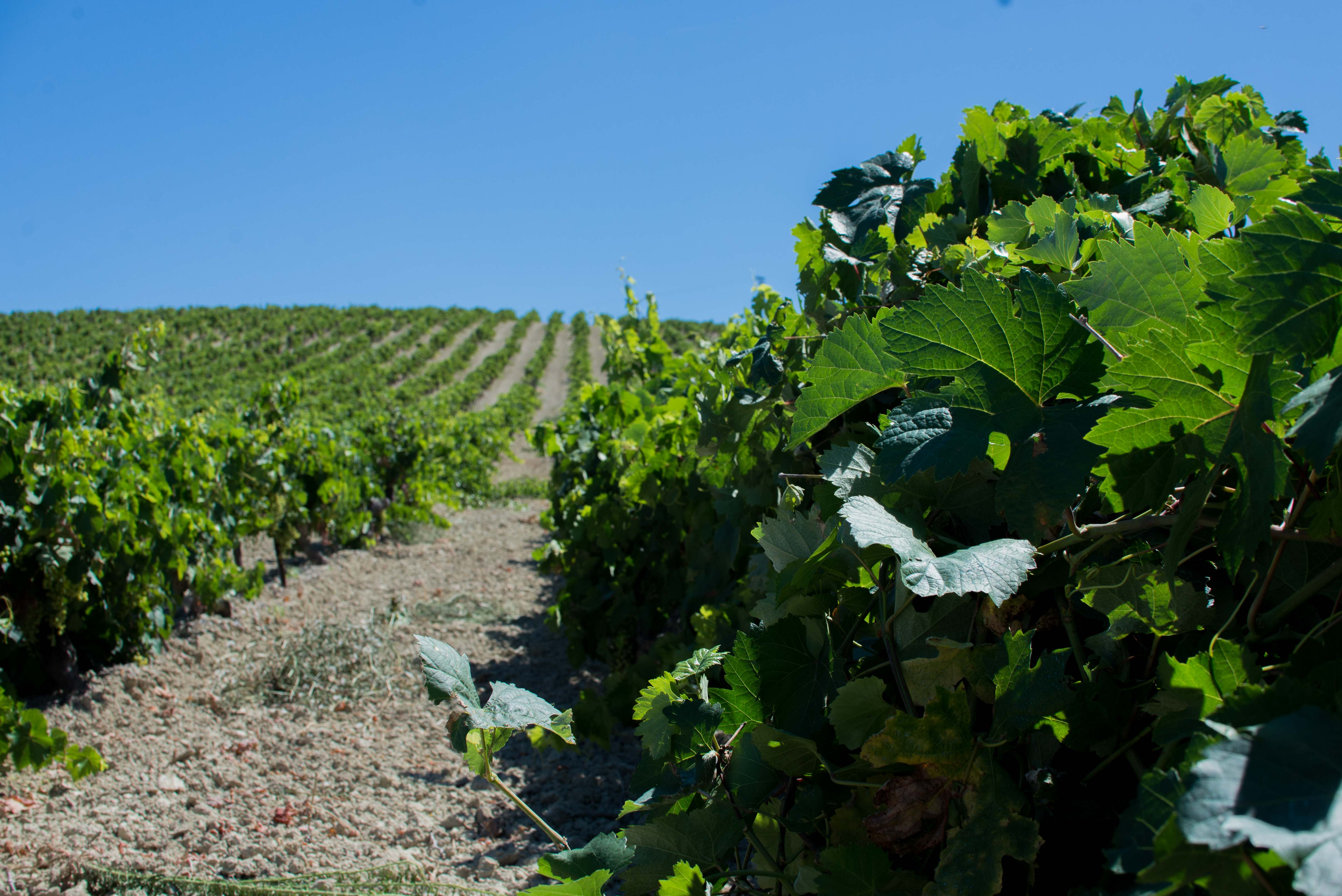 Una de las viñas del Marco de Jerez. FOTO: MANU GARCÍA.