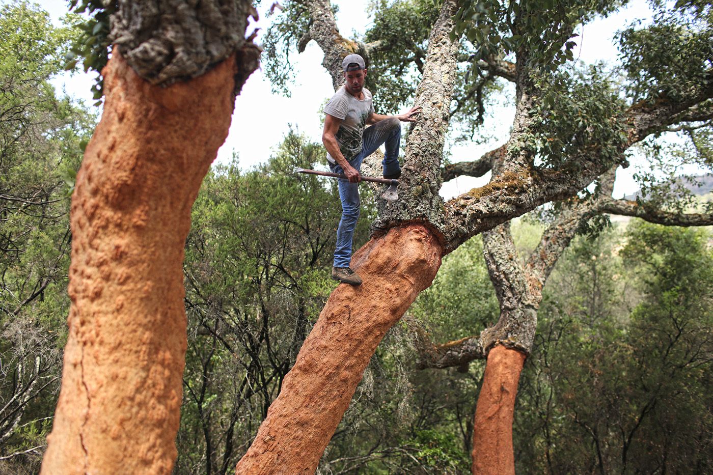 Descorche en los Montes de Propios, en la zona de Jerez de Los Alcornocales.
