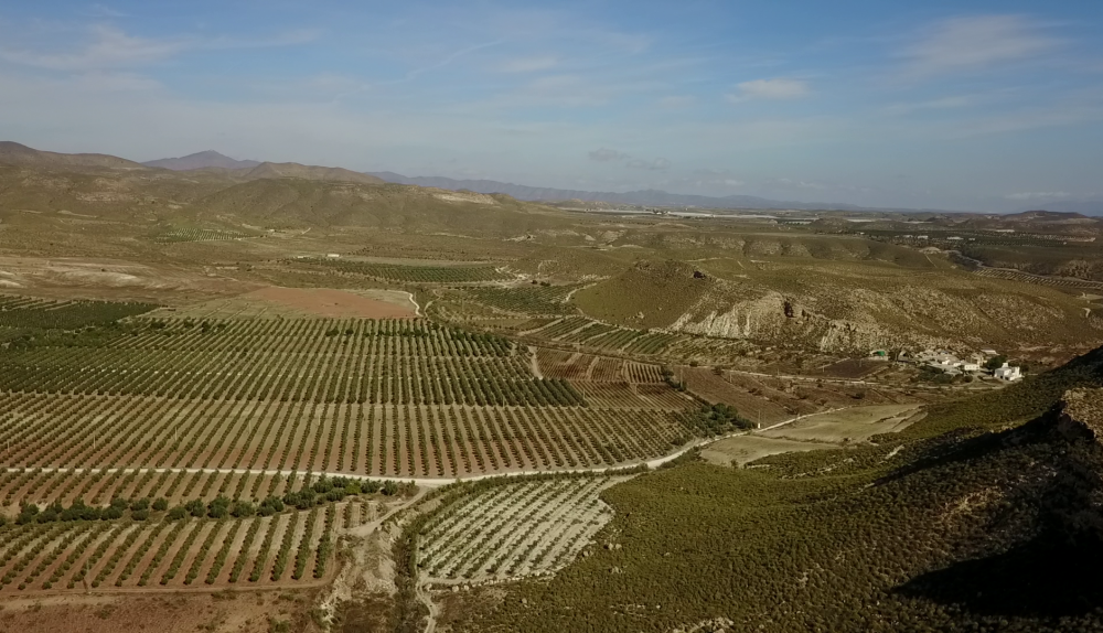 Impresionante vista del olivar en Tabernas.