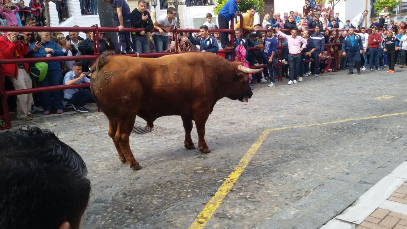 El Toro del Aleluya se celebrará los días 13 y 14 de abril en Arcos de la Frontera.
