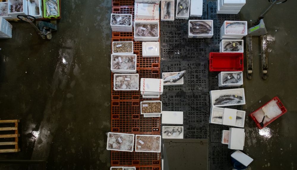 Pescados en cajas preparados para su venta.