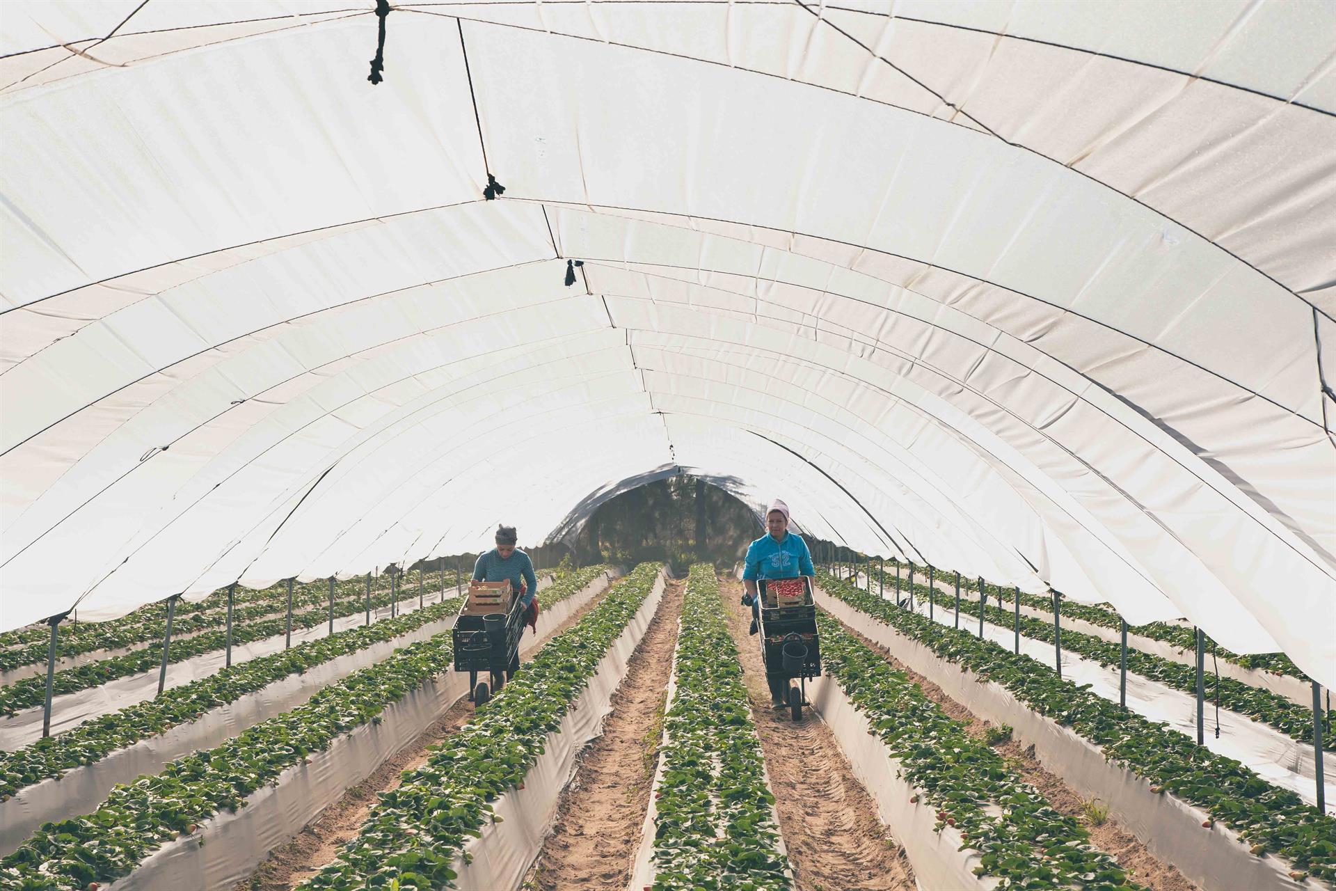 Imagen de archivo de dos trabajadoras recogiendo fresas en un campo de Huelva. Autor: Extenda