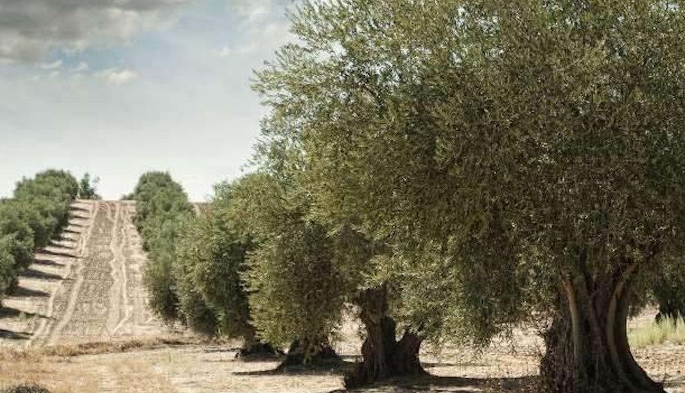 Olivar en Carboneros, Jaén.