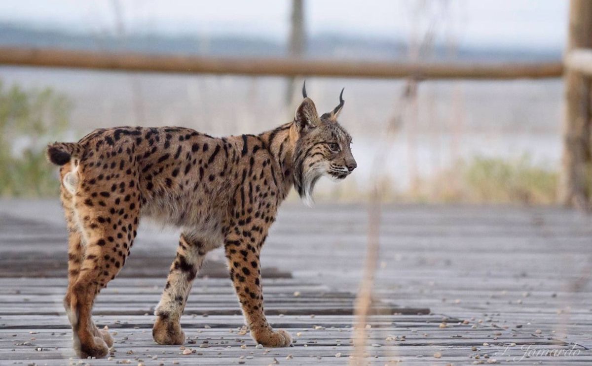 El lince Platero.   FRANCISCO JAMARDO