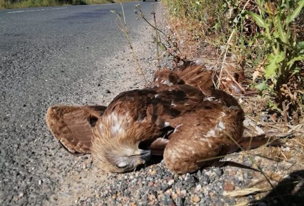 Especie atropellada en la carretera de la Dehesa de Abajo.   CEDIDA