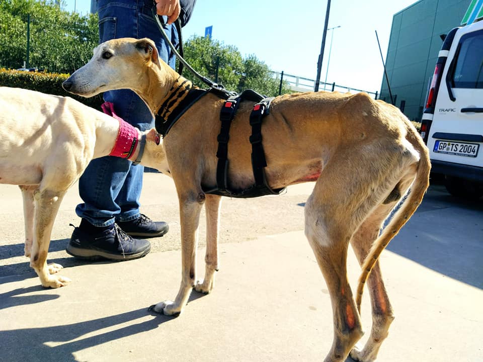 Uno de los galgos rescatados en Córdoba.