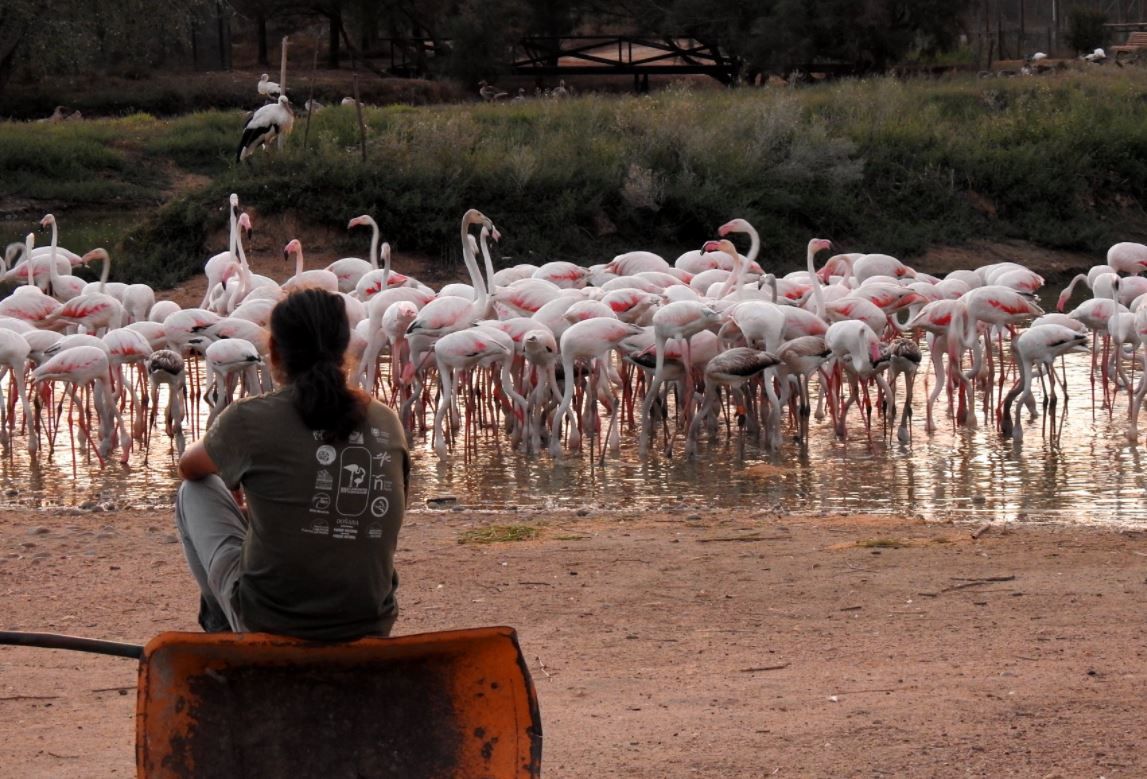 Plácido observando flamencos.