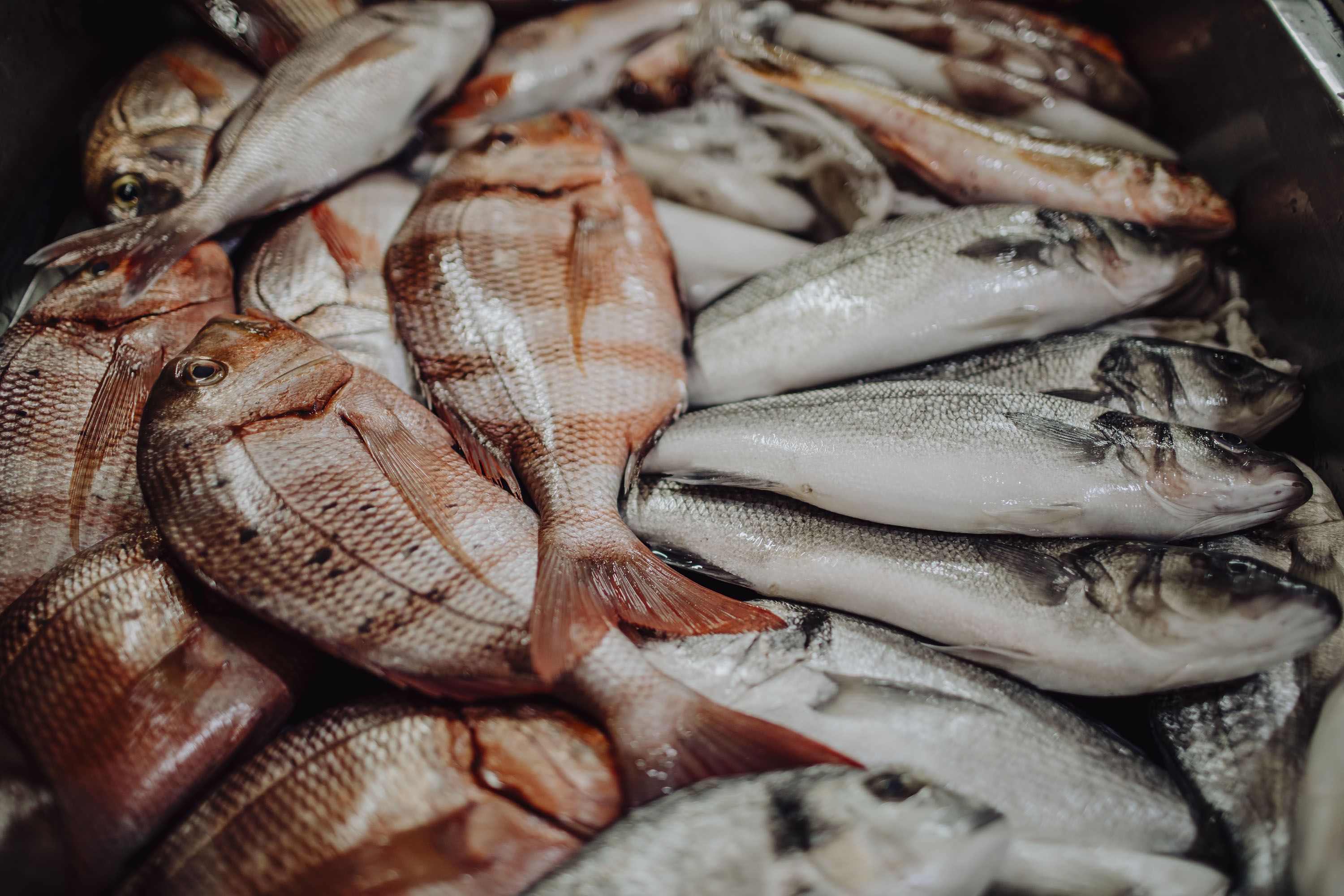 Variedad de pescados en la vitrina del establecimiento.   ESTEBAN