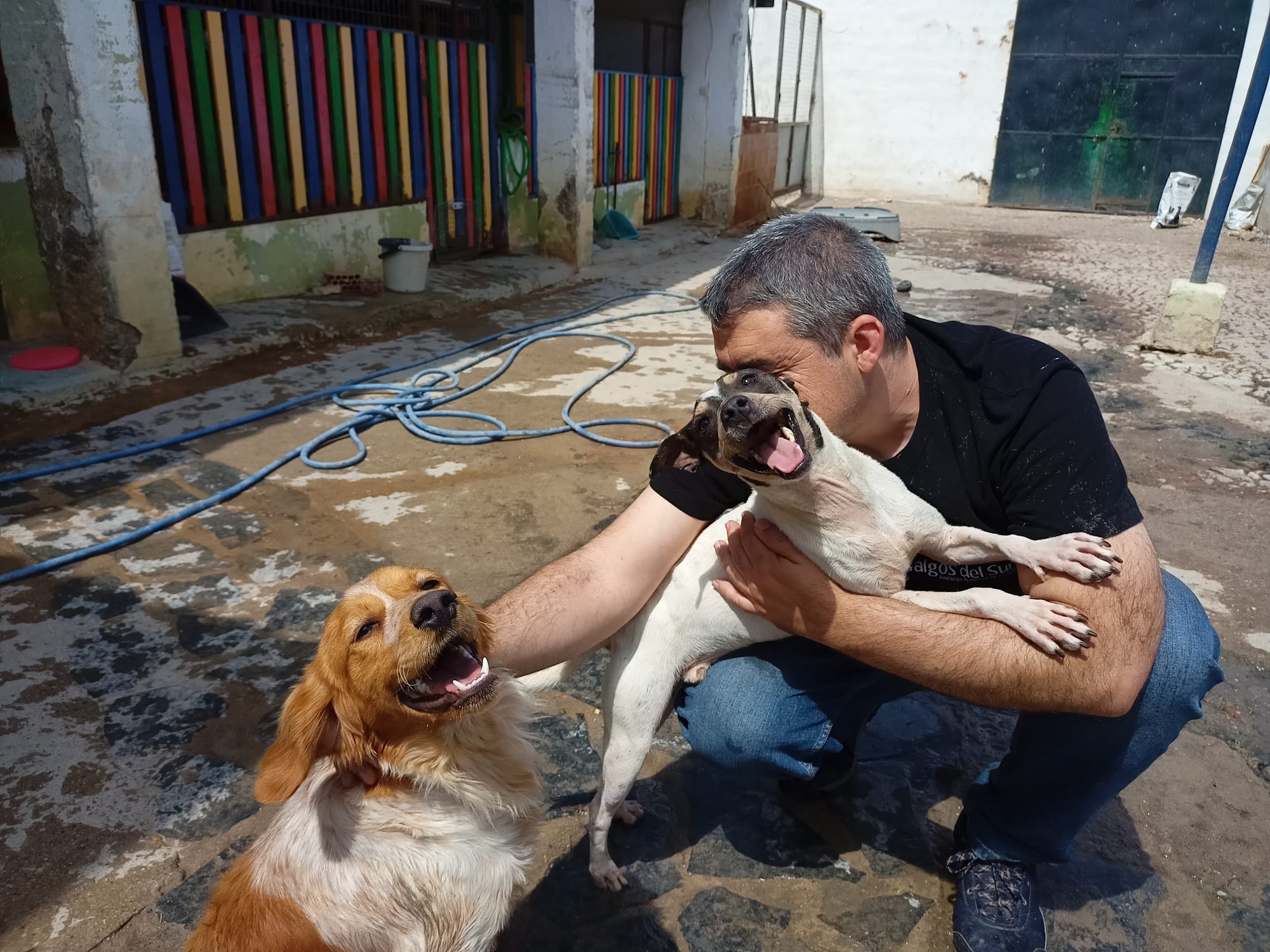 Algunos perros en la protectora Galgos del sur. Algunos perros en la protectora Galgos del sur.