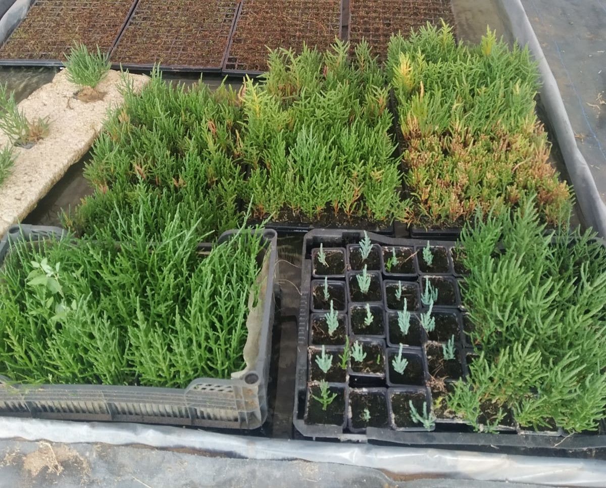 Cultivo de salicornia en Isla Cristina.   CEDIDA