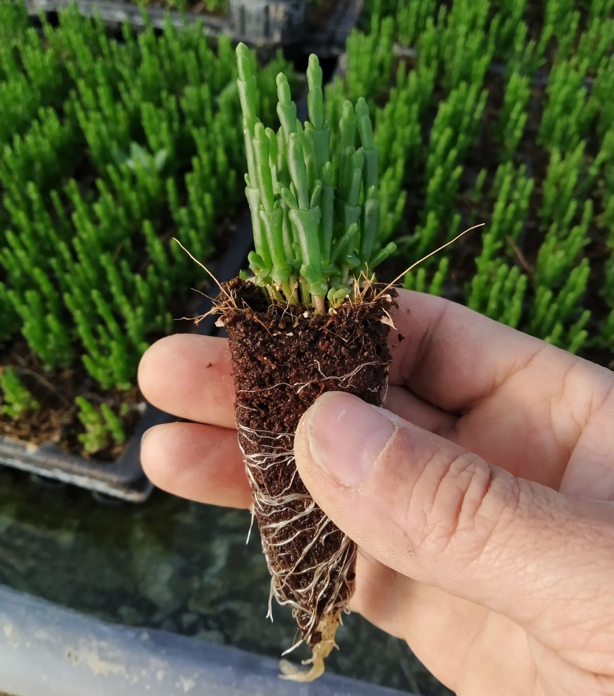 Salicornia. 