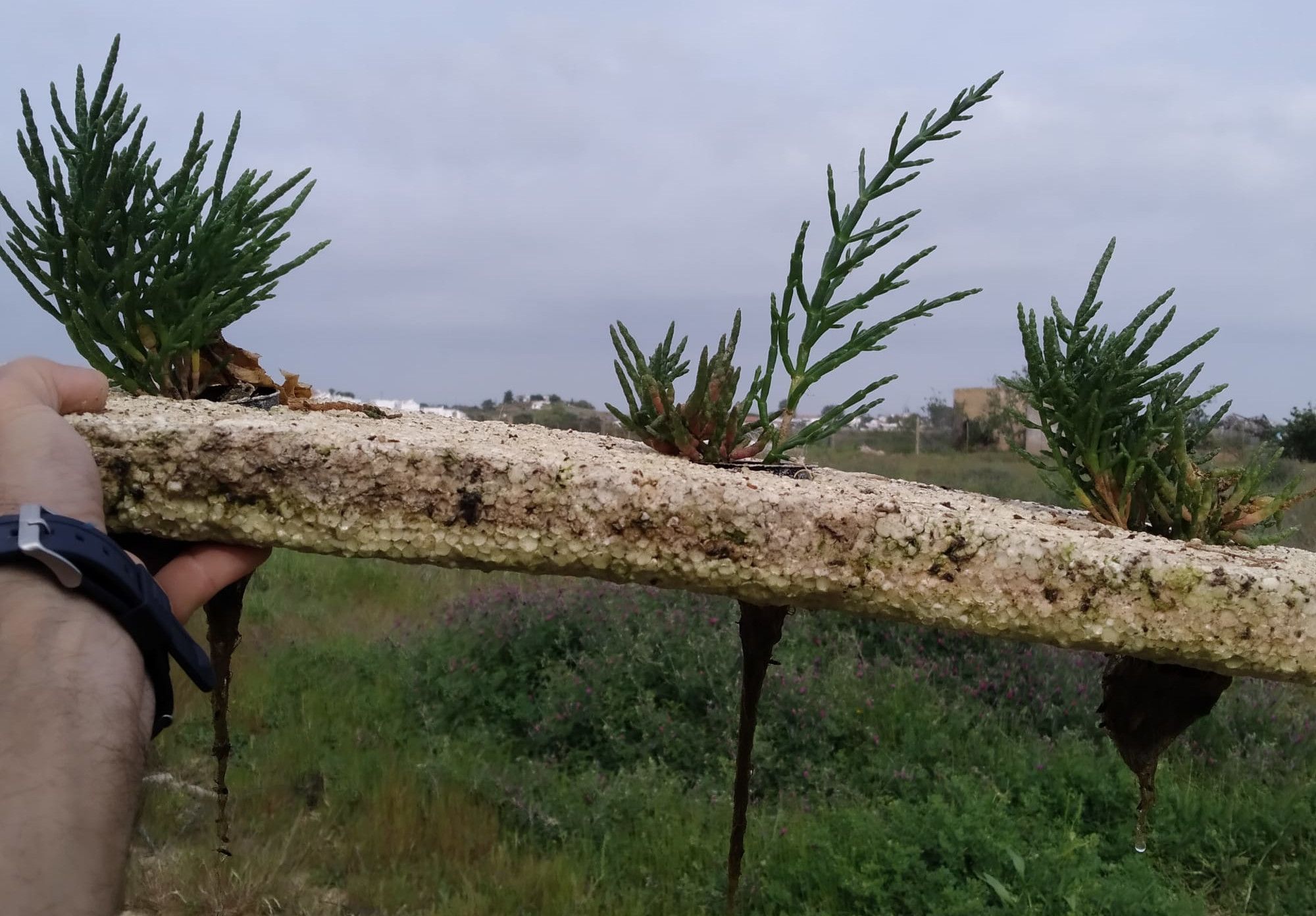 Espárrago de mar en la plantación. 