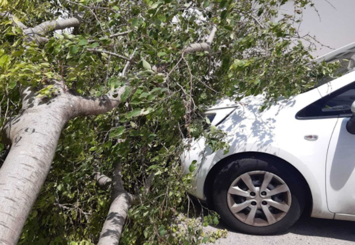 Árbol caído en la calle Guernica.