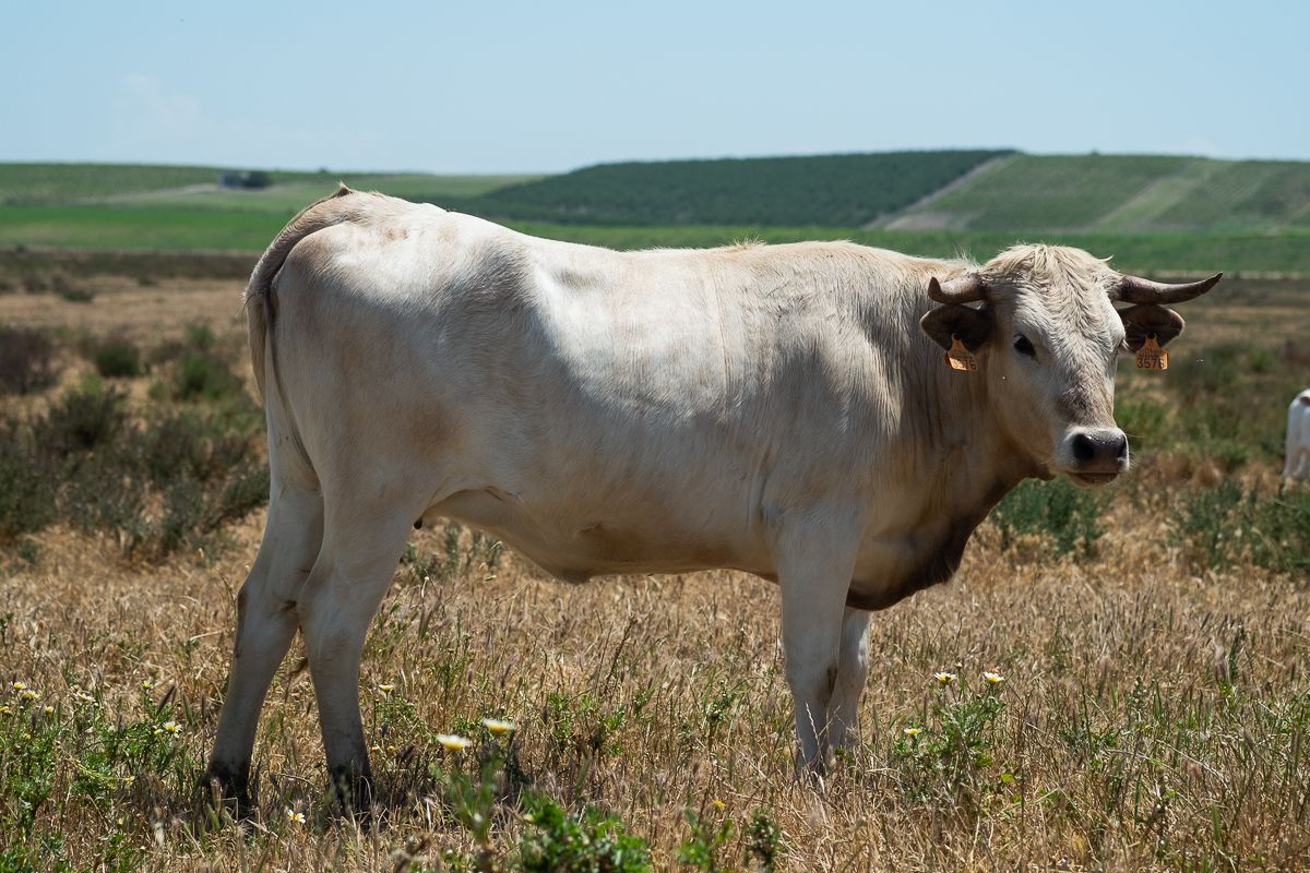 VACAS DE MARISMAS 15