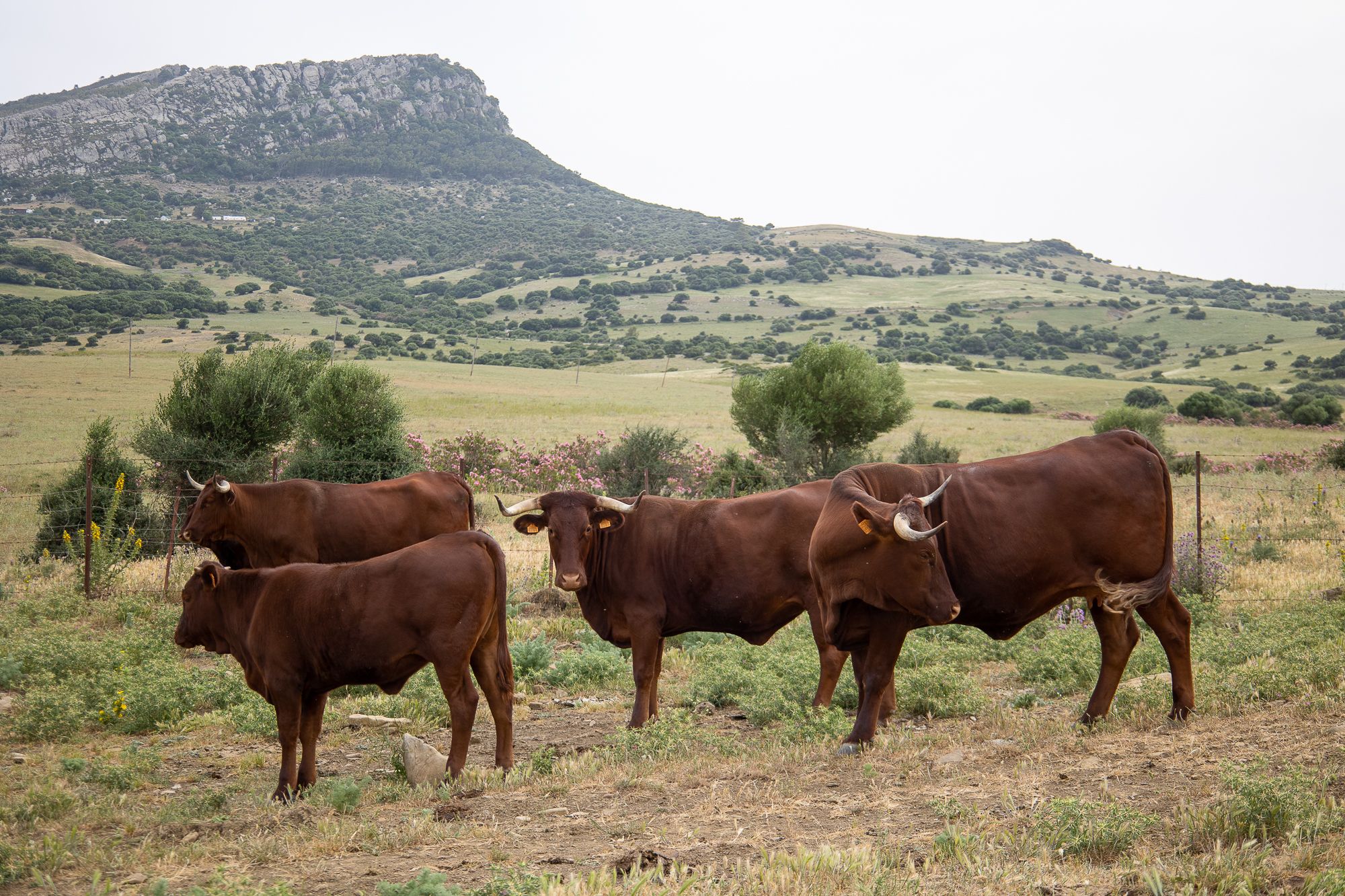 Vacas criadas mediante el método de ganadería extensiva.