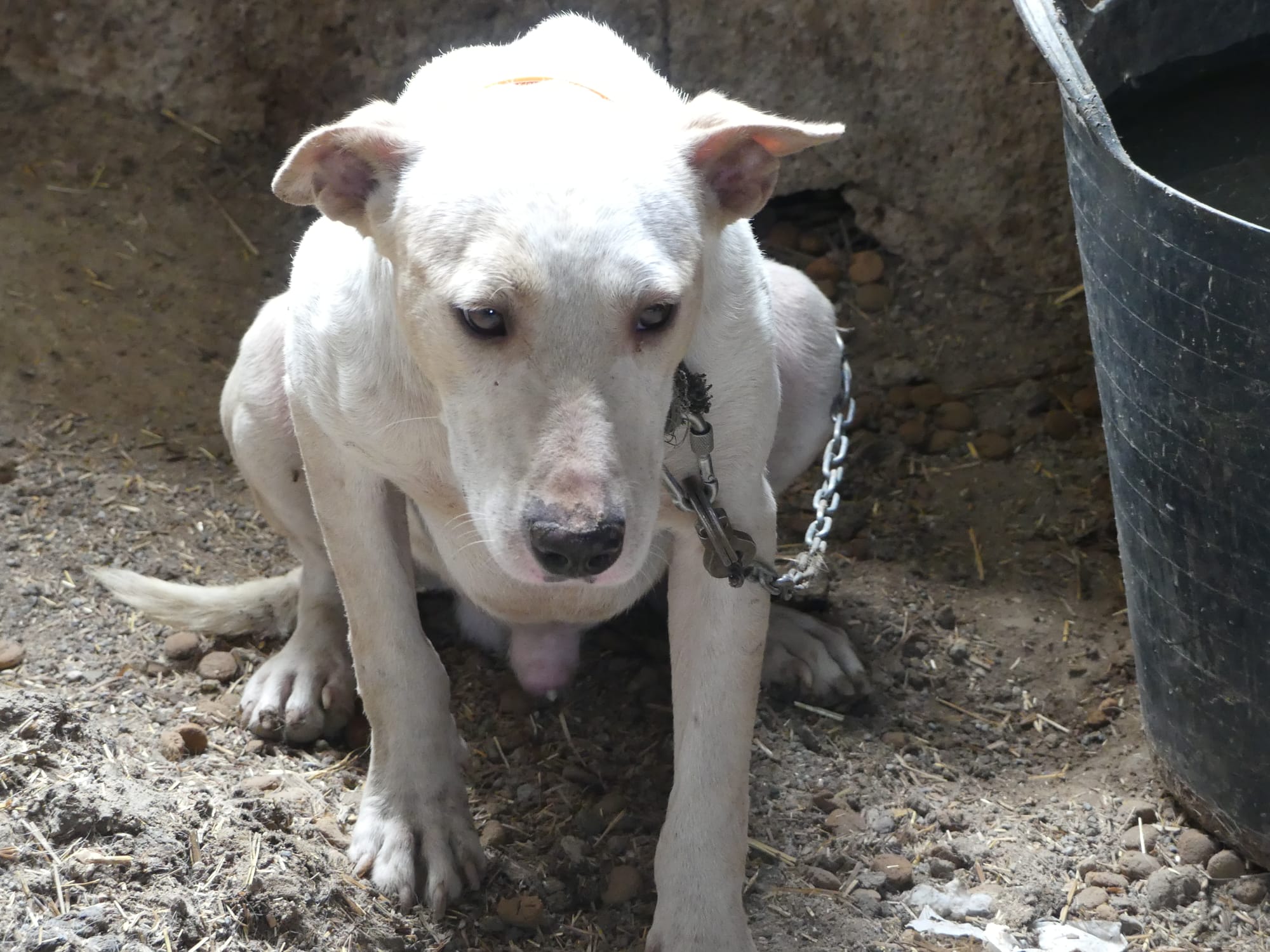 Otro de los perros encontrados.