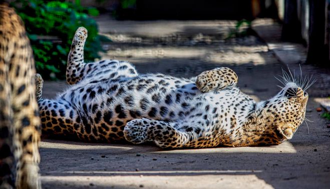 Leopardo del Zoo de Jerez, en una imagen del parque.