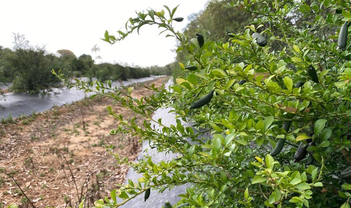Plantación en la finca de La Puebla del Río.