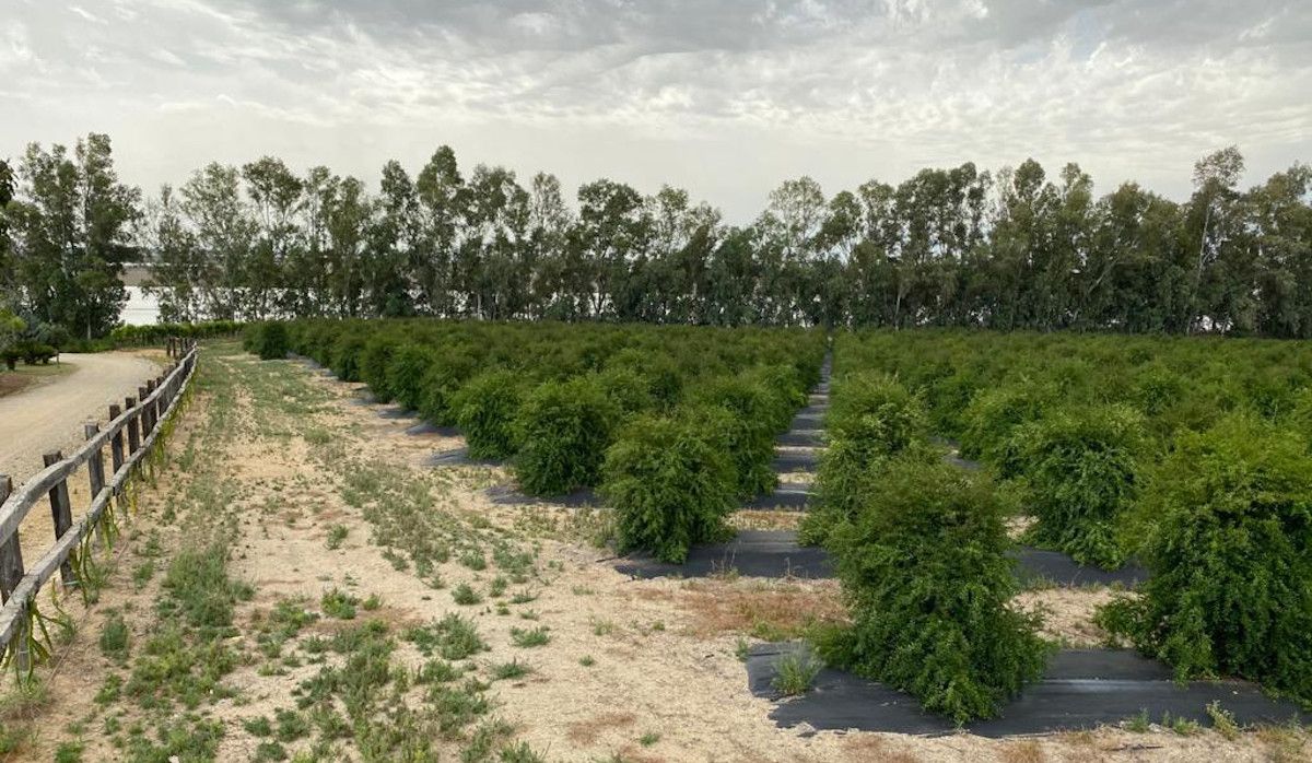 Una parte de la finca de Pepe.