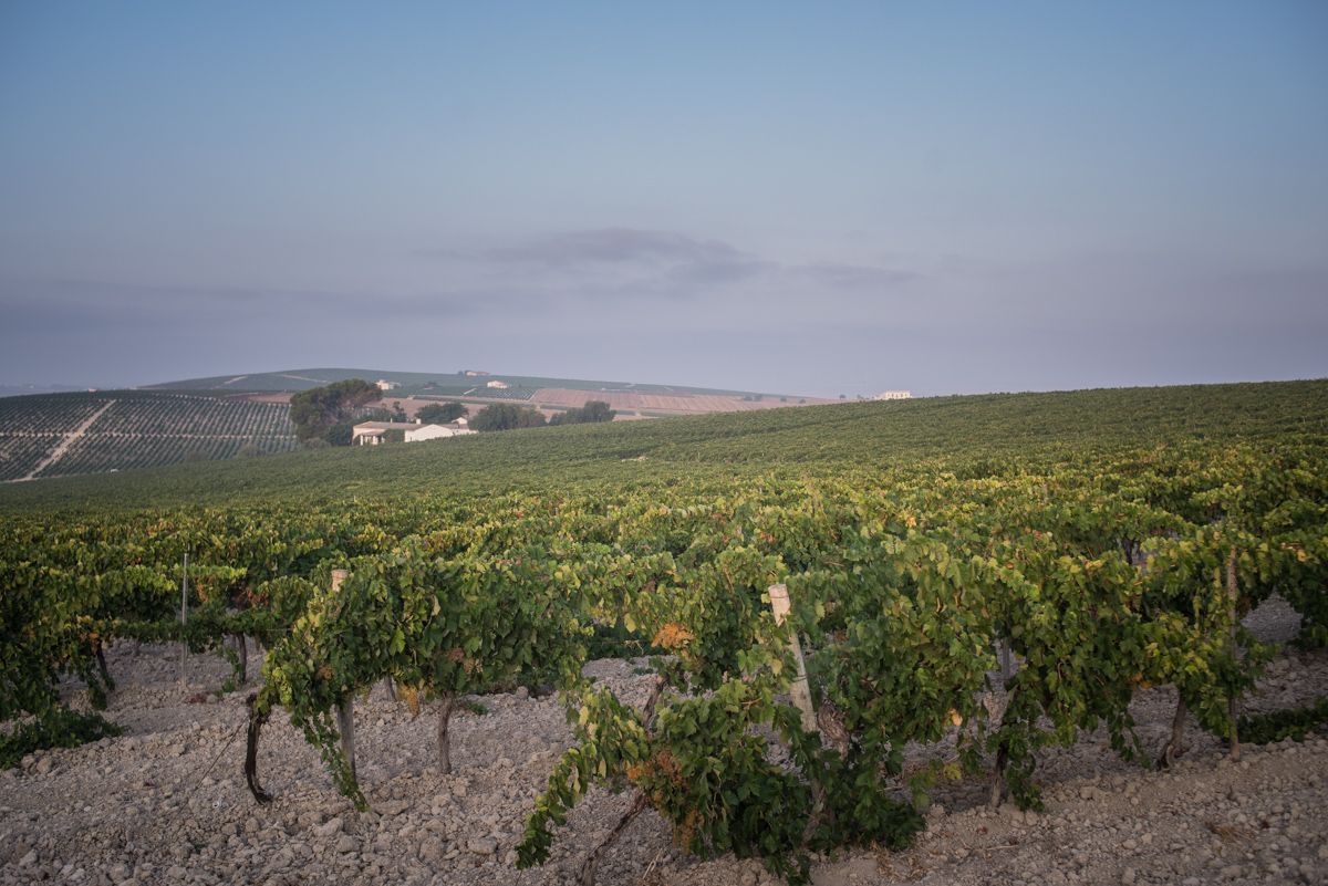 Viñas de Jerez en época de vendimia en una fotografía de archivo