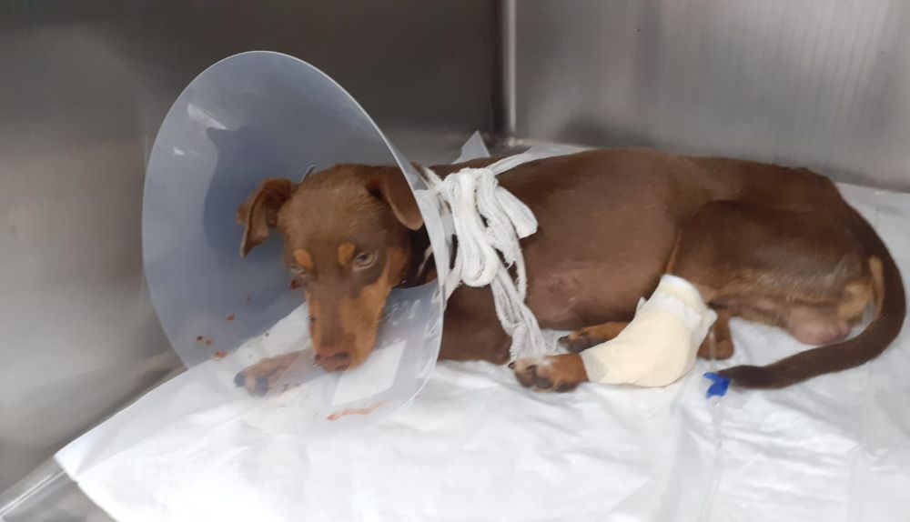 Grogu hospitalizado 2