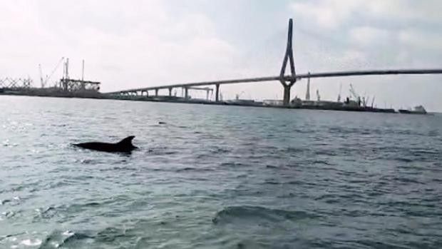 delfines kTlB  620x349@abc