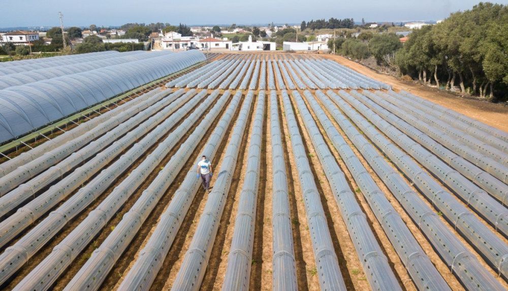 Pedro Gil, joven agricultor de fresas en Conil.