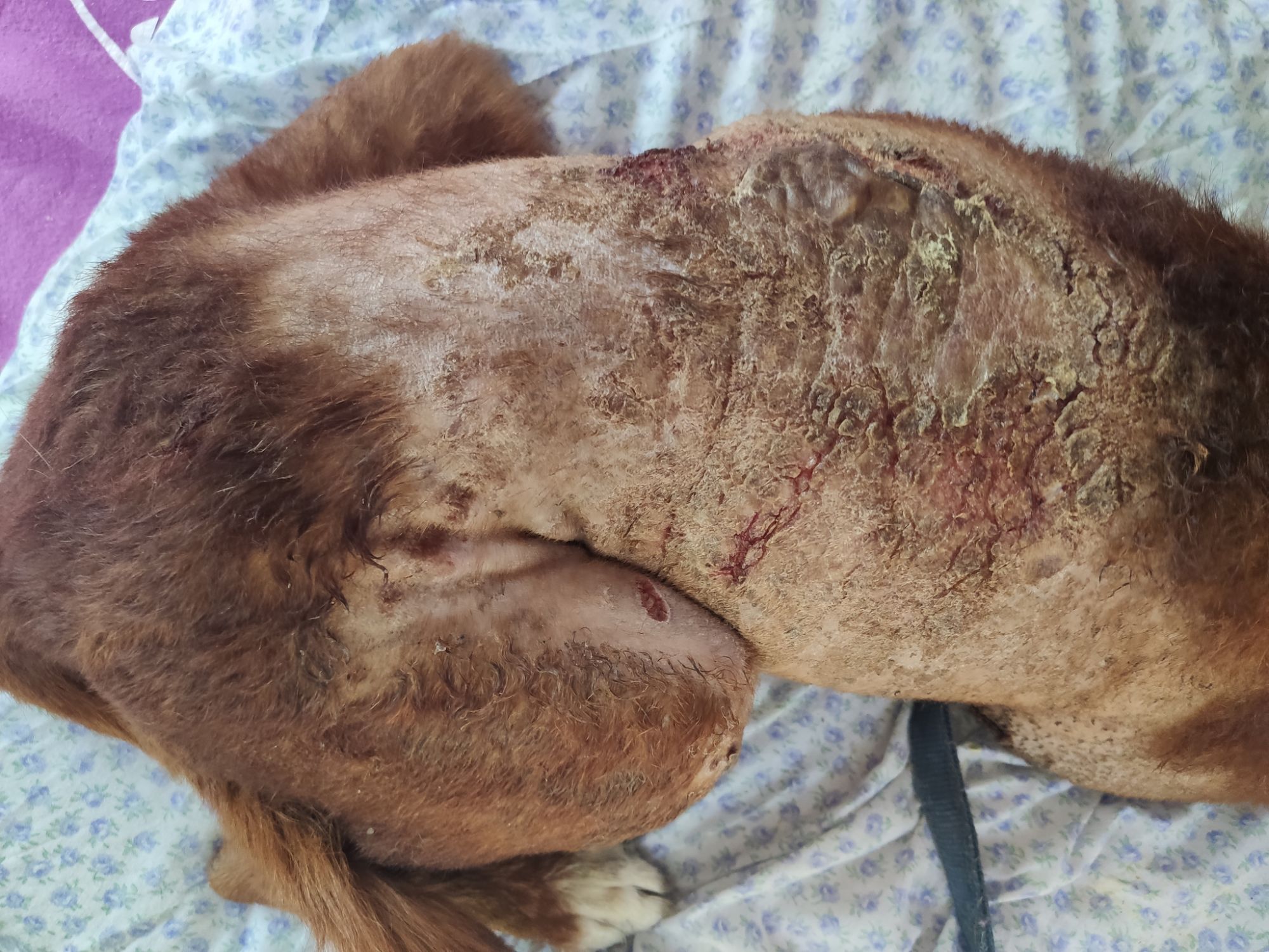 Quemaduras sufridas por el podenco.