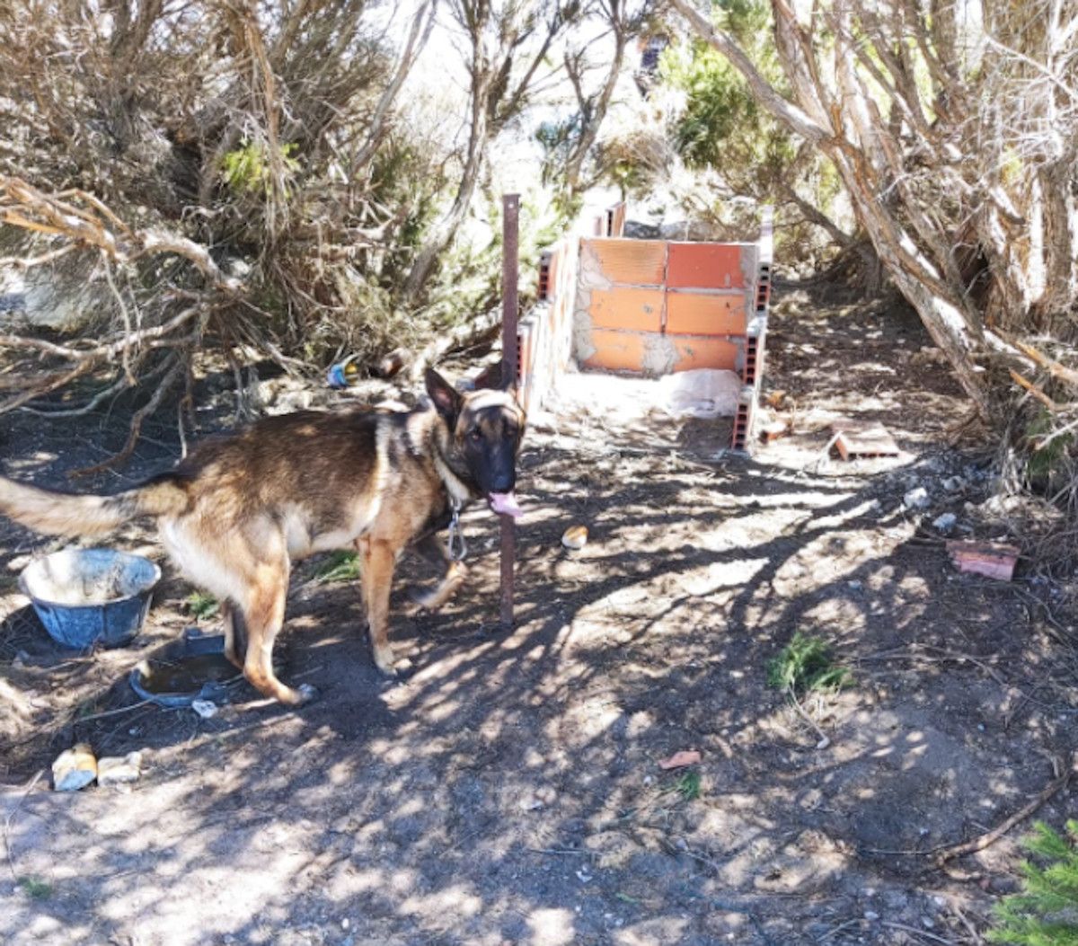 Perro desnutrido en Puerto Real.
