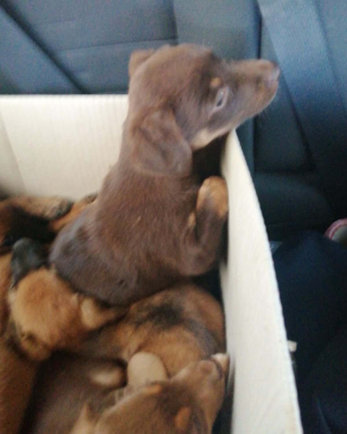 Perros abandonados.