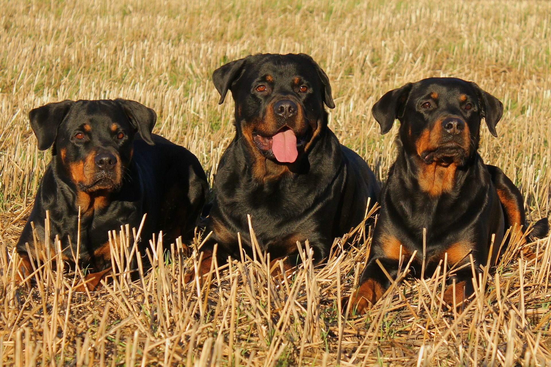 Tres rottweiler, raza considerada peligrosa en Andalucía.