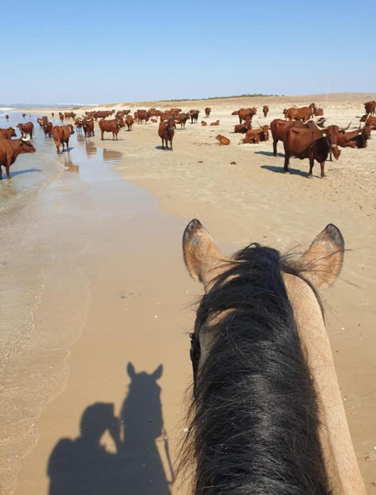 Vacas autóctonas en Barbate.