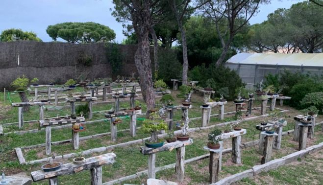 La zona de bonsais es una de las que más llama la atención.   CEEAN