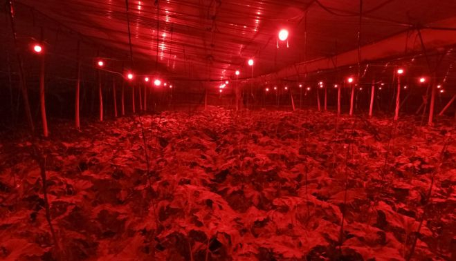 luces led rojas
