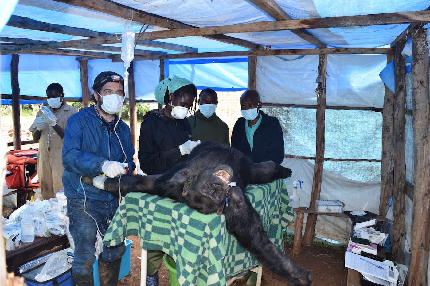 El veterinario Luis Flores, interviniendo a un primate en Lwiro.