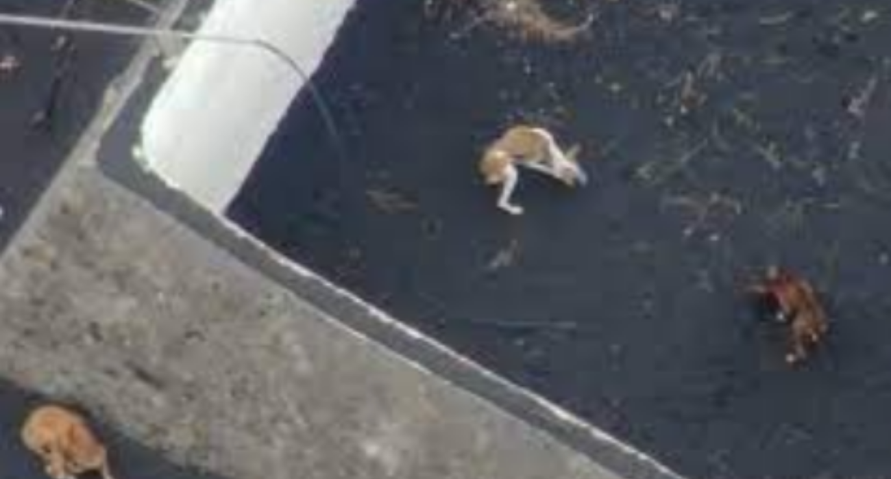 Imagen a vista de dron de los tres perros. Imagen a vista de dron de los tres perros.