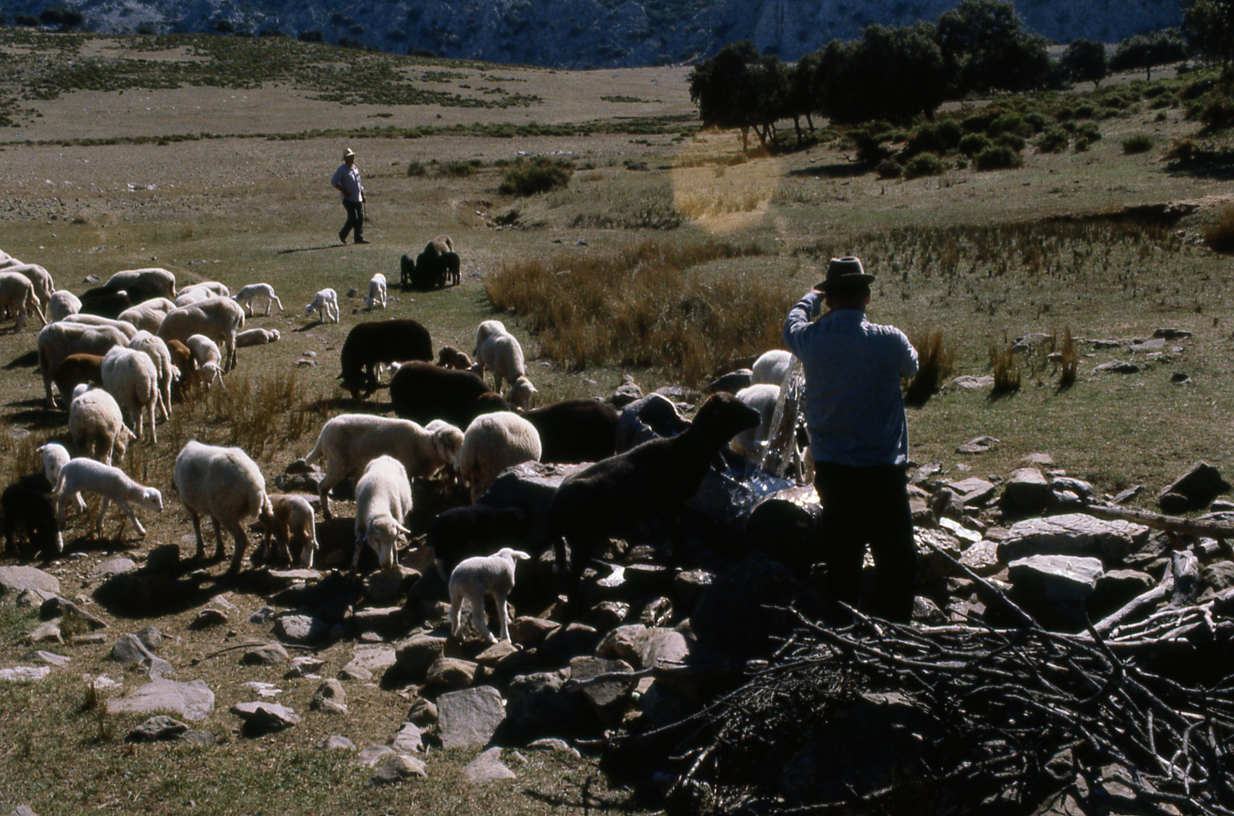 Un rebaño bebe agua en pleno campo. Archivo audiovisual de Juniper Films.