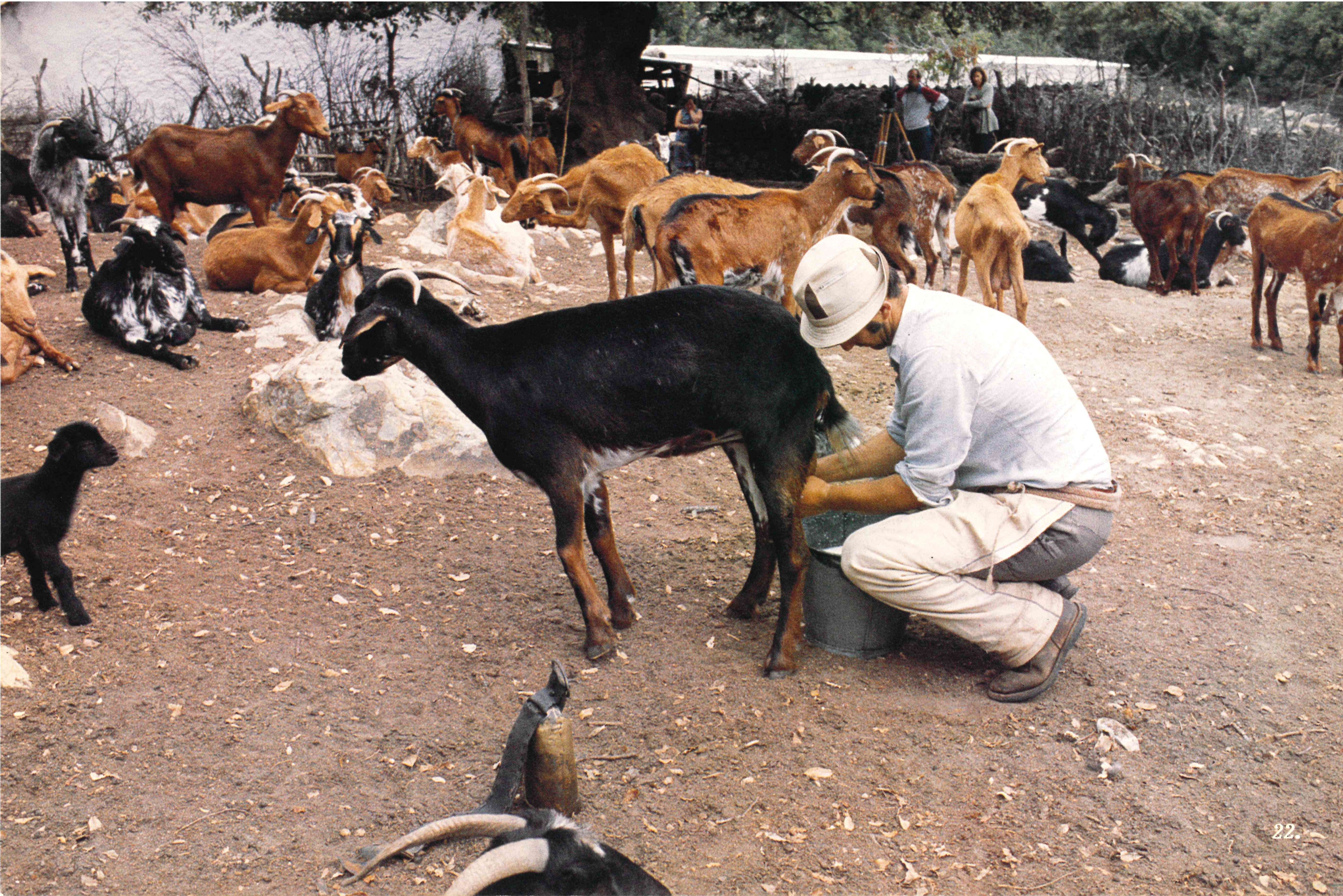 Un cabrero ordeña a uno de los animales del rebaño. Archivo audiovisual de Juniper Films.