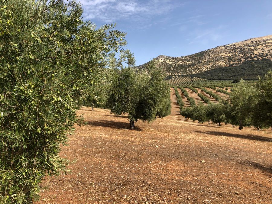 Un olivar en una imagen de archivo.