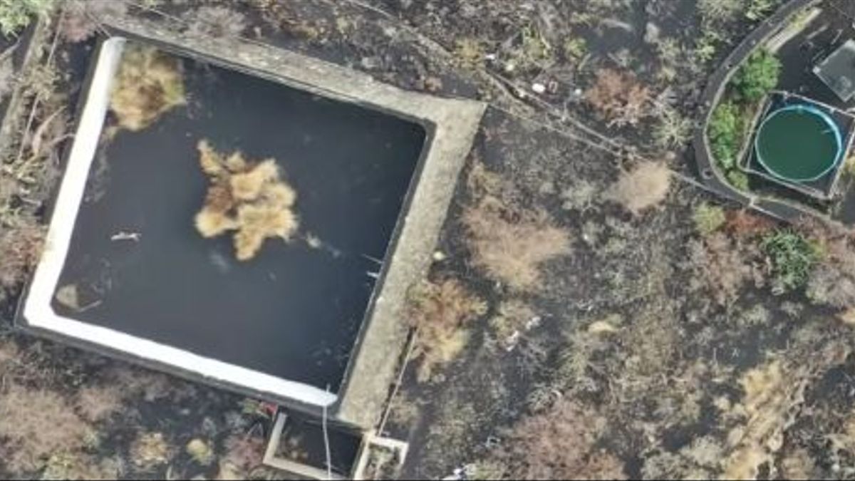 Los perros han desaparecido de la zona en la que se encontraban. Los perros han desaparecido de la zona en la que se encontraban.