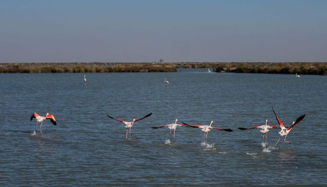 SALINAS FLAMENCOS 21