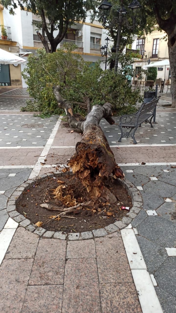Ejemplar derrumbado en el suelo.