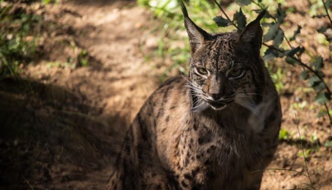 Un lince ibérico, especie que conserva el zoo.