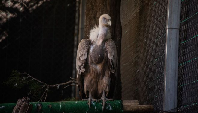 Un alimoche recuperado por el zoo.