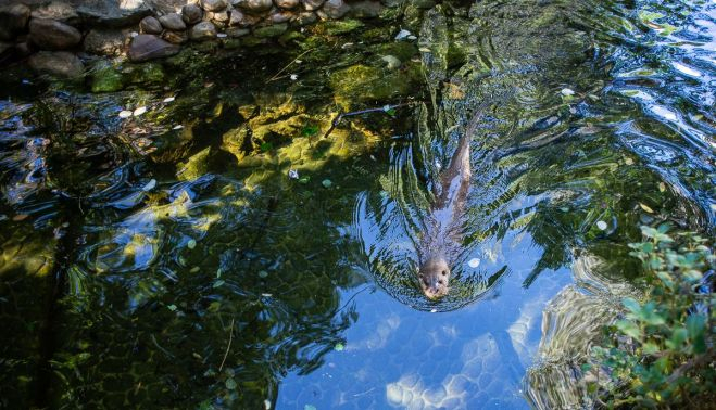Una nutria europea en el zoo.