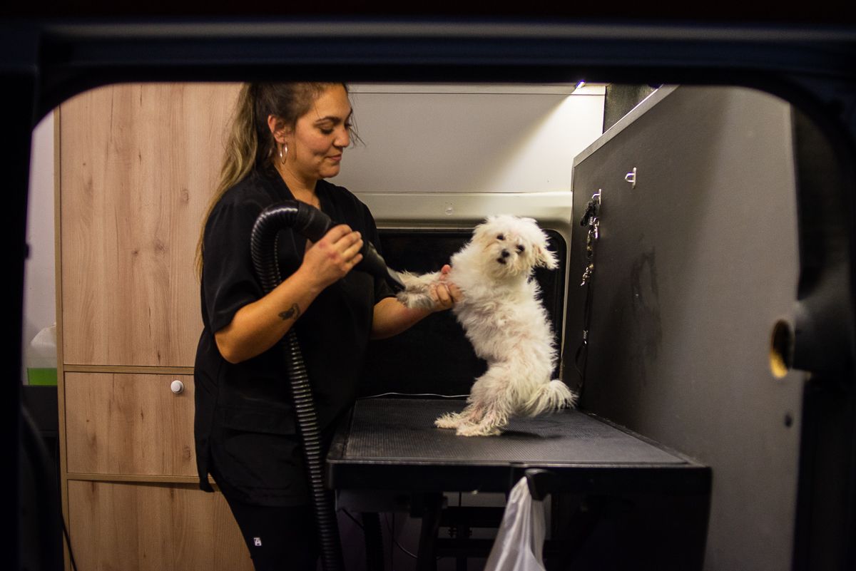 Isabel seca a la bichón maltés tras el baño.