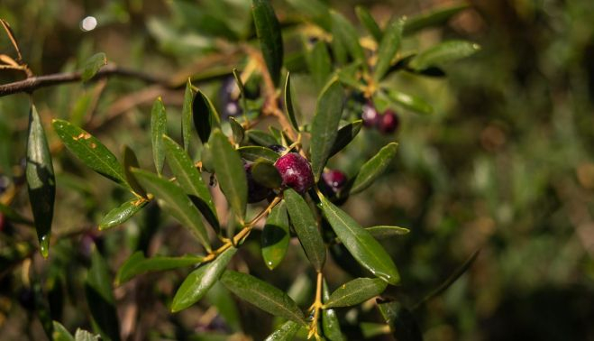 Las aceitunas que han quedado en los olivos, ya recogidos, de los Ferral.