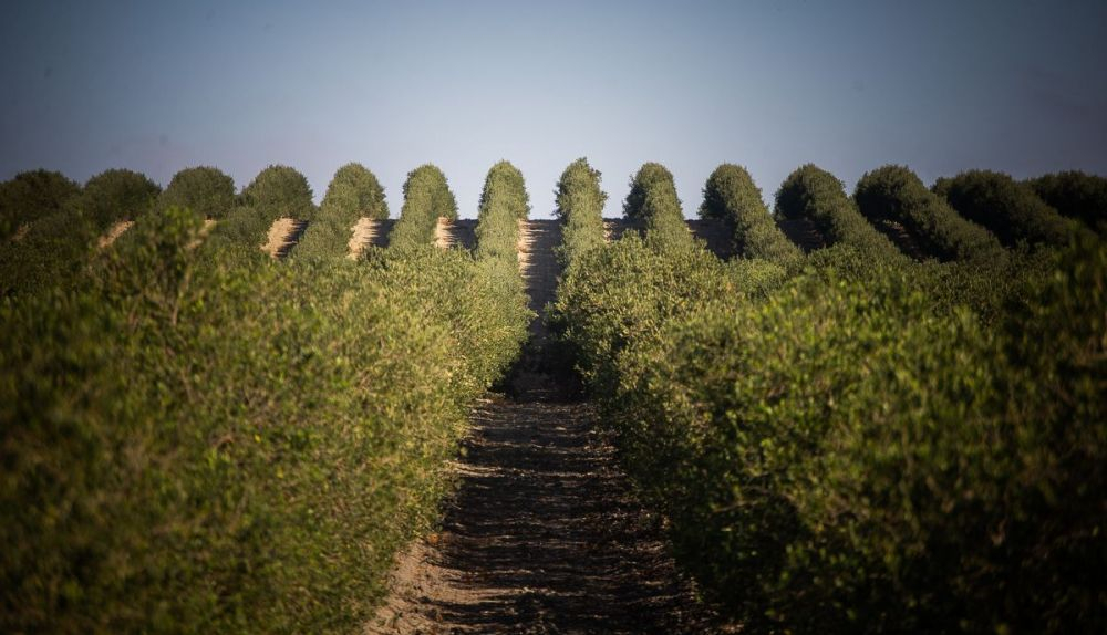 En la imagen, una finca de olivos.