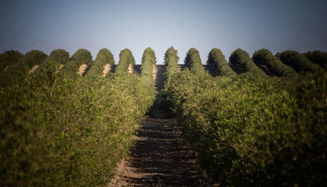 La finca de olivos de la familia Ferral en Jerez.
